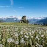 Prairie fleurie avec pissenlits et vue sur les montagnes enneigées du parc des Écrins près de Guillestre.